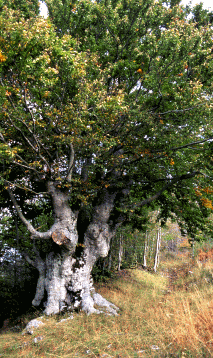 Faggio secolare. Foto Ivano Togni, Mostra e Catalogo Biodiversità in Emilia-Romagna 2003