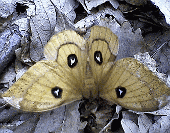 Aglia tau, raro lepidottero tipico della fascia di transito dai querceti freschi alle faggete. Foto Stefano Bassi, archivio personale