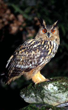 Gufo reale (Bubo bubo). Foto Luca Maraldi, Mostra e Catalogo Biodiversità in Emilia-Romagna 2003