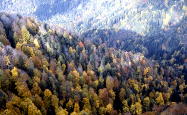 Boschi misti di latifoglie in veste autunnale. Foto Stefano Mazzotti, Mostra e Catalogo Biodiversità in Emilia-Romagna 2003