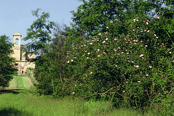 Bordura arbustiva al margine del querceto. Foto archivio Servizio Parchi e Risorse Forestali della Regione Emilia-Romagna