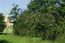 804 Bordura arbustiva al margine del querceto. Foto archivio Servizio Parchi e Risorse Forestali della Regione Emilia-Romagna