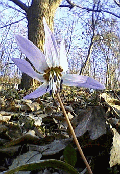 Dente di cane (Erythronium dens-canis). Foto Stefano Bassi, archivio personale