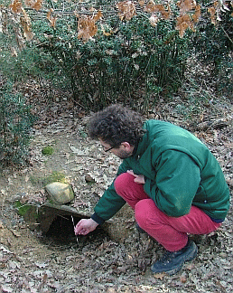 Tana di istrice nel folto sottobosco di pungitopo. Foto Sandro Bassi, archivio personale