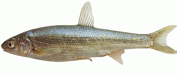 Lasca (Chondrostoma genei). Foto David Mazzoni, La pesca sportiva nelle acque interne RER 2004