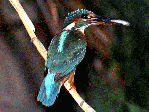Martin pescatore (Alcedo atthis). Foto Fietta, Mostra e Catalogo Biodiversità in Emilia-Romagna 2003