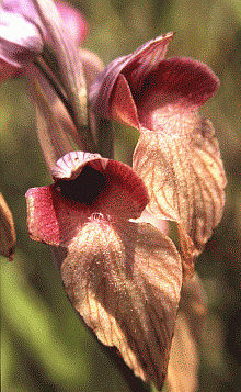 Serapias neglecta, orchidea molto rara sul versante adriatico. Foto Stefano Bassi, archivio personale