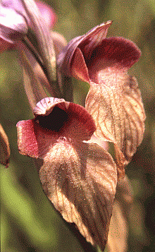 807 Serapias neglecta, orchidea molto rara sul versante adriatico. Foto Stefano Bassi