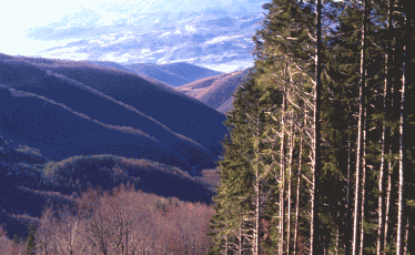 Abetina. Foto Ivano Togni, Mostra e Catalogo Biodiversità in Emilia-Romagna 2003