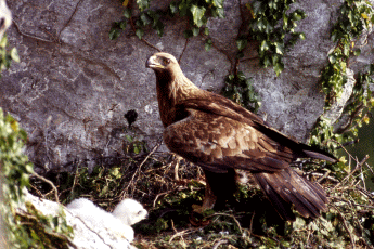 Aquila reale su nido. Foto Luca Maraldi, Mostra e Catalogo Biodiversità in Emilia-Romagna 2003