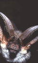 809 Orecchione (Plecotus auritus). Foto Antonio Ruggeri, Mostra e Catalogo Biodiversità in Emilia-Romagna 2003