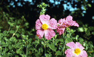 Cistus incanus. Foto Nicola Merloni, Mostra e Catalogo Biodiversità in Emilia-Romagna 2003
