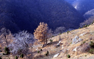 Pascolo arborato con ginepri. Foto Ivano Togni, Mostra e Catalogo Biodiversità in Emilia-Romagna 2003
