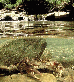 Granchio di fiume (Potamon fluviatile). Foto Fabio Liverani, archivio Servizio Parchi e Risorse forestali della Regione Emilia-Romagna