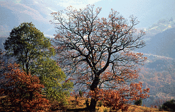 811 Cerrosughera (Quercus crenata) e Roverella (Quercus pubescens). Foto Ivano Togni, Mostra e Catalogo Biodiversità in Emilia-Romagna 2003
