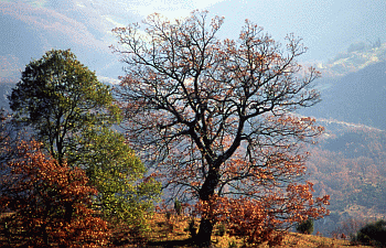 Cerrosughera e Roverella. Foto Ivano Togni, Mostra e Catalogo Biodiversità in Emilia-Romagna 2003