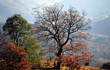 Cerrosughera e Roverella. Foto Ivano Togni, Mostra e Catalogo Biodiversità in Emilia-Romagna 2003