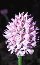 812 Orchidea screziata (Orchis tridentata). Foto Ivano Togni, Mostra e Catalogo Biodiversità in Emilia-Romagna 2003