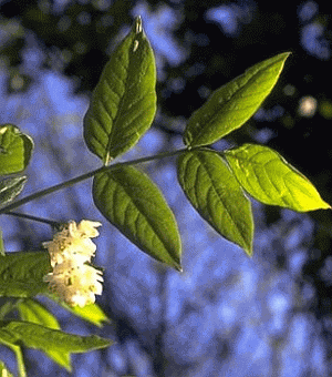 Fiori e foglie di borsolo (Staphylea pinnata). Foto Stefano Bassi, archivio personale