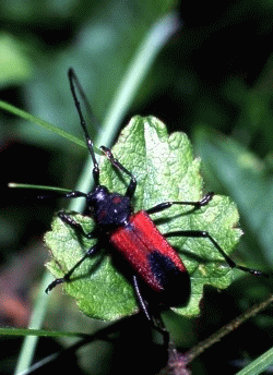 Purpuricenus kaehleri, coleottero cerambicide di boscaglie collinari. Foto Ivano Togni, Mostra e Catalogo Biodiversità in Emilia-Romagna 2003