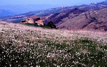 Ambiente rurale collinare romagnolo. Foto Ivano Togni, Mostra e Catalogo Biodiversità in Emilia-Romagna 2003