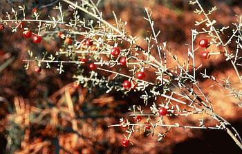 Ginestrella (Osyris alba). Foto Nicola Merloni, Mostra e Catalogo Biodiversità in Emilia-Romagna 2003