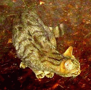 Esemplare di gatto selvatico individuato con la tecnica del trappolaggio fotografico. Foto Giancarlo Tedaldi, Museo di Ecologia - Meldola FC, CTA Parco Nazionale Foreste Casentinesi.