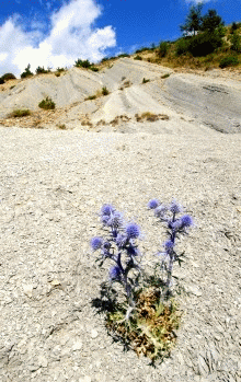 Calcatreppola o Spin celeste (Eryngium amethystinum) sulle aride Marne di Verghereto. Foto Fabio Liverani, archivio Servizio Parchi e Risorse forestali della Regione Emilia-Romagna