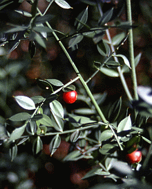 Pungitopo (Ruscus aculeatus). Foto Stefano Mazzotti, Mostra e Catalogo Biodiversità in Emilia-Romagna 2003