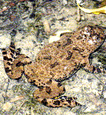 Ululone dal ventre giallo (Bombina pachypus) elusivo abitatore di pozze limpide, in preoccupante regresso soprattutto per una patologia fungina, la chitridiomicosi, alla quale la specie non riesce ad opporsi. Foto Stefano Bassi, archivio personale