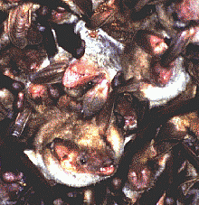 Colonia di Myotis myotis. Foto Antonio Ruggeri, Mostra e Catalogo Biodiversità in Emilia-Romagna 2003