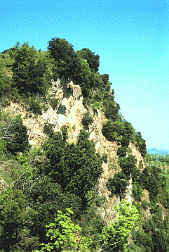 Querceto xerofilo con sclerofille mediterranee. Foto Maurizio Sirotti Ecosistema, archivio del Servizio Sistemi informativi geografici della Regione Emilia-Romagna