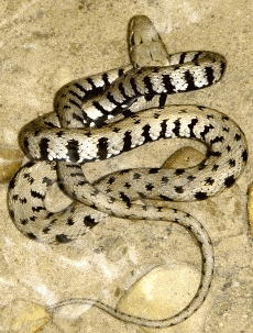 Biscia d'acqua o Natrice dal collare (Natrix natrix). Foto Ivan Mazzoni, archivio personale