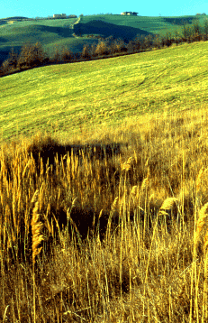 902 Prateria xerofila con Canna del Reno (Arundo plinii). Foto Ivano Togni, Mostra e Catalogo Biodiversità in Emilia-Romagna 2003