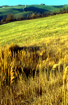 Prateria xerofila con Arundo plinii. Foto Ivano Togni, Mostra e Catalogo Biodiversità in Emilia-Romagna 2003