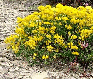 Coronilla minima e Astragalus monspessulanus, protagonisti della gariga su galestro e su sfatticcio arenaceo dell'Appennino romagnolo. Foto Stefano Bassi, archivio personale