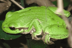 Raganella italiana (Hyla intermedia) abitatrice non molto frequente dei ristagni in ambienti forestali. Foto Stefano Bassi, archivio personale