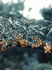 Rami di olivello spinoso (Hippophae rhamnoides). Foto Nicola Merloni, Mostra e Catalogo Biodiversità in Emilia-Romagna 2003