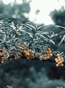 Rami di olivello spinoso (Hippophae rhamnoides). Foto Nicola Merloni, Mostra e Catalogo Biodiversità in Emilia-Romagna 2003