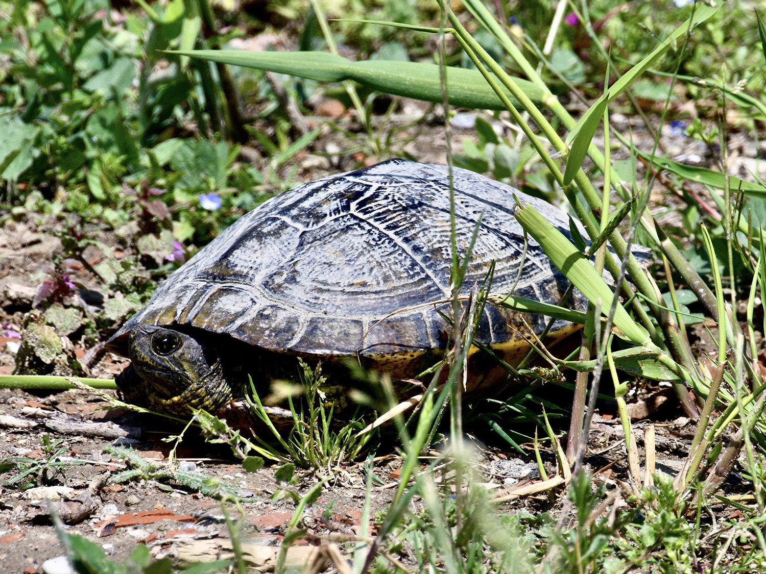 Testuggine palustre europea (Emys orbicularis)