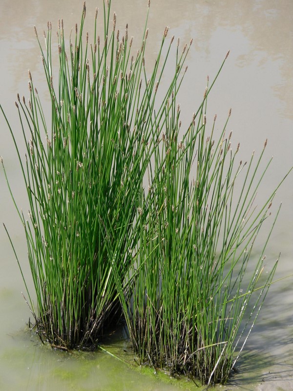 Giunchina comune (Eleocharis palustris)