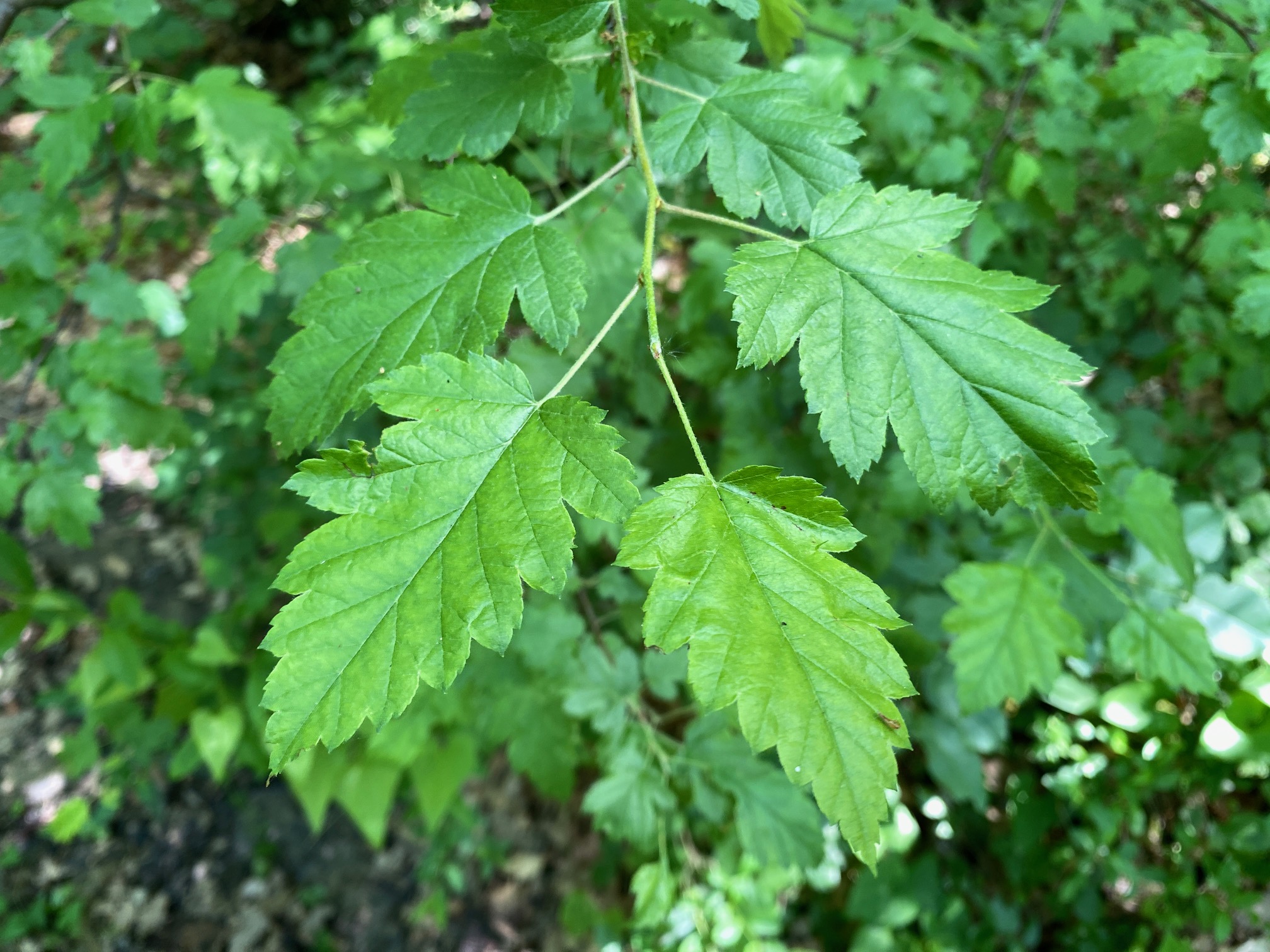 Foglie di melo fiorentino in ambiente mesofilo (Foto di Giancarlo Tedaldi - Museo di Ecologia del Comune di Meldola)