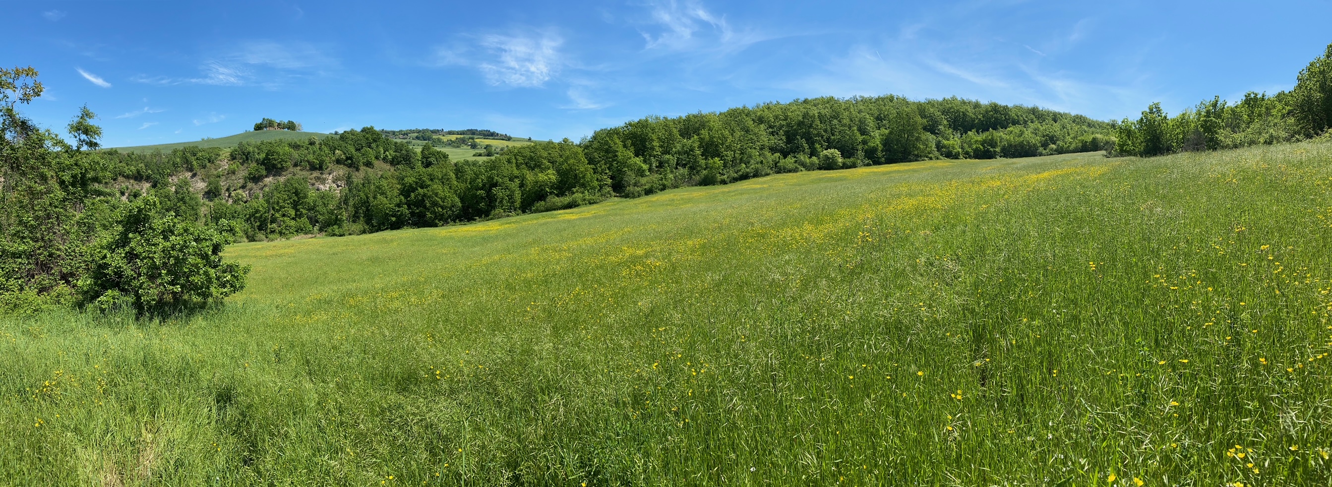 Panoramica del sito da ovest, paesaggio collinare. (Foto di Giancarlo Tedaldi - Museo di Ecologia del Comune di Meldola)