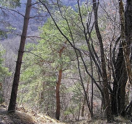 Pino silvestre (foto di Stefano Bassi, Regione Emilia-Romagna)