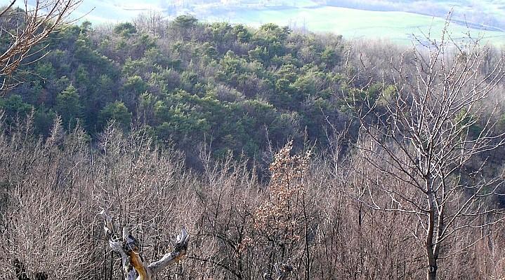Boscaglie di pino silvestre (foto di Stefano Bassi, Regione Emilia-Romagna)
