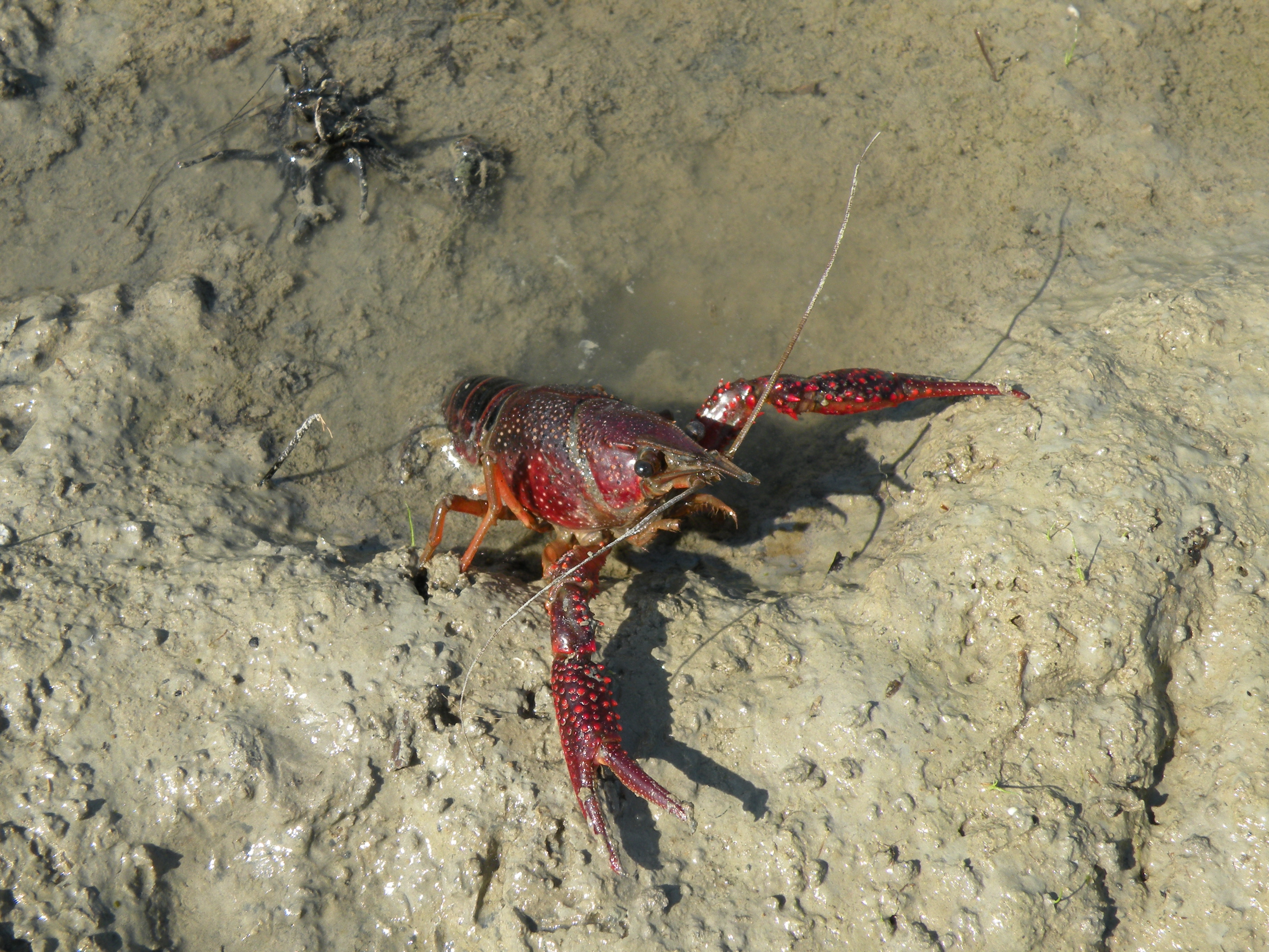 Procambarus clarkii (R. Fabbri)