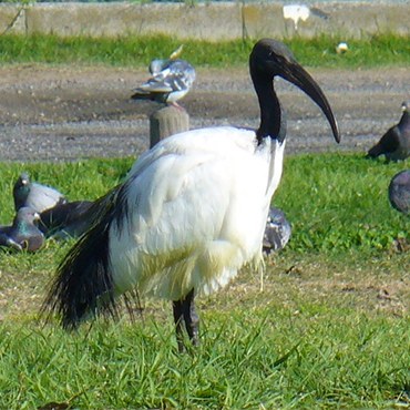 (foto tratta dal sito ISPRA:  Ibis Sacro - Autore: Andrew Massyn, Licenza: Public Domain)