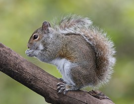 (foto tratta dal sito ISPRA: scoiattolo grigio - Autore: Sandro Bertolino)