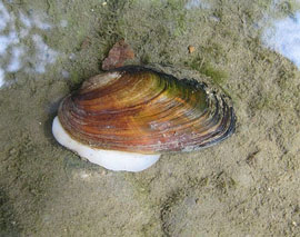 Microcondylaea compressa (foto: I.Niero)