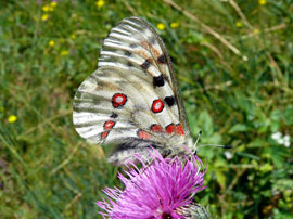 Parnassius apollo (foto: M.Romano)